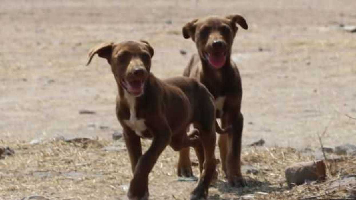 anuncian-campana-de-vacunacion-antirrabica-en-san-juan-del-rio1