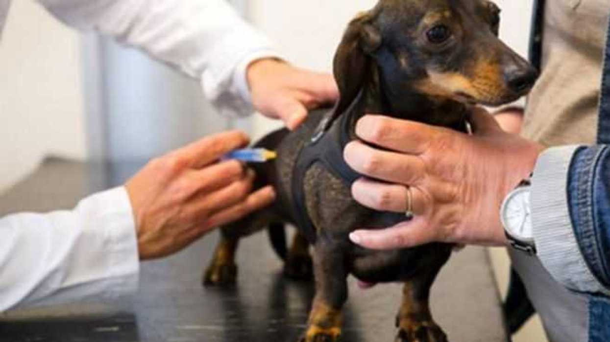 aplicaran-15-millones-de-vacunas-a-perros-y-gatos-a-nivel-nacional