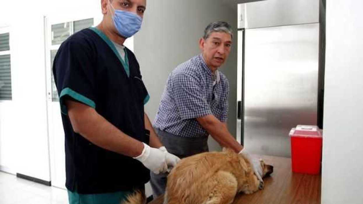 Aplicarán 310 mil vacunas antirrábicas a mascotas en Tlaxcala