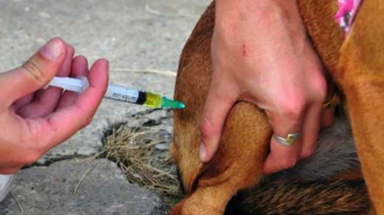 aplicaran-en-yucatan-unas-381-mil-dosis-de-vacunas-antirrabicas-5