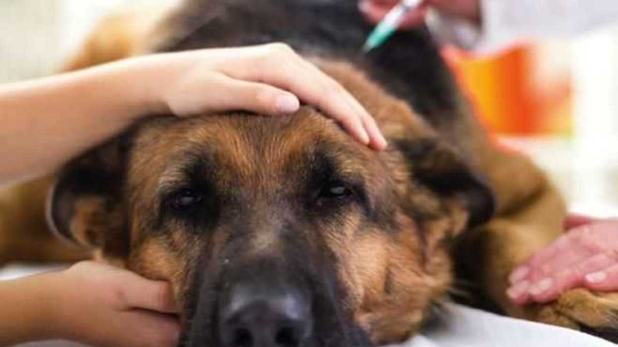 aplicaran-mas-de-tres-millones-de-vacunas-a-perros-y-gatos