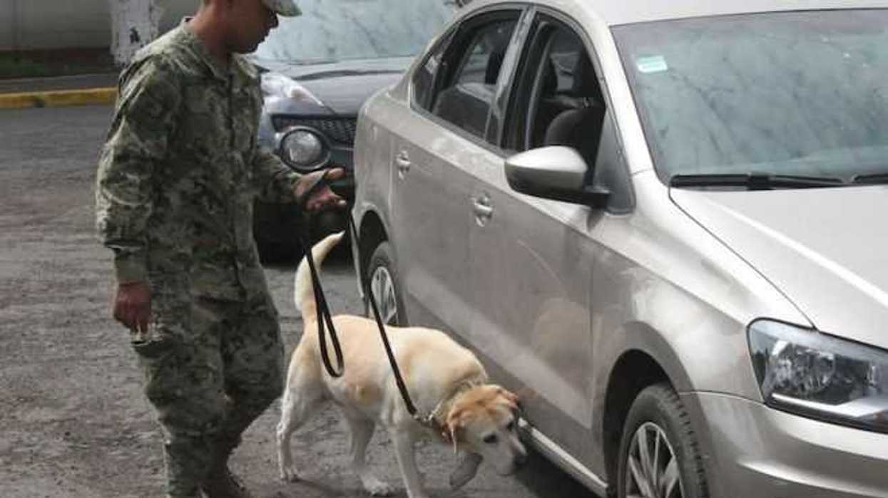 apoyo-binomios-caninos-aseguran-marihuana