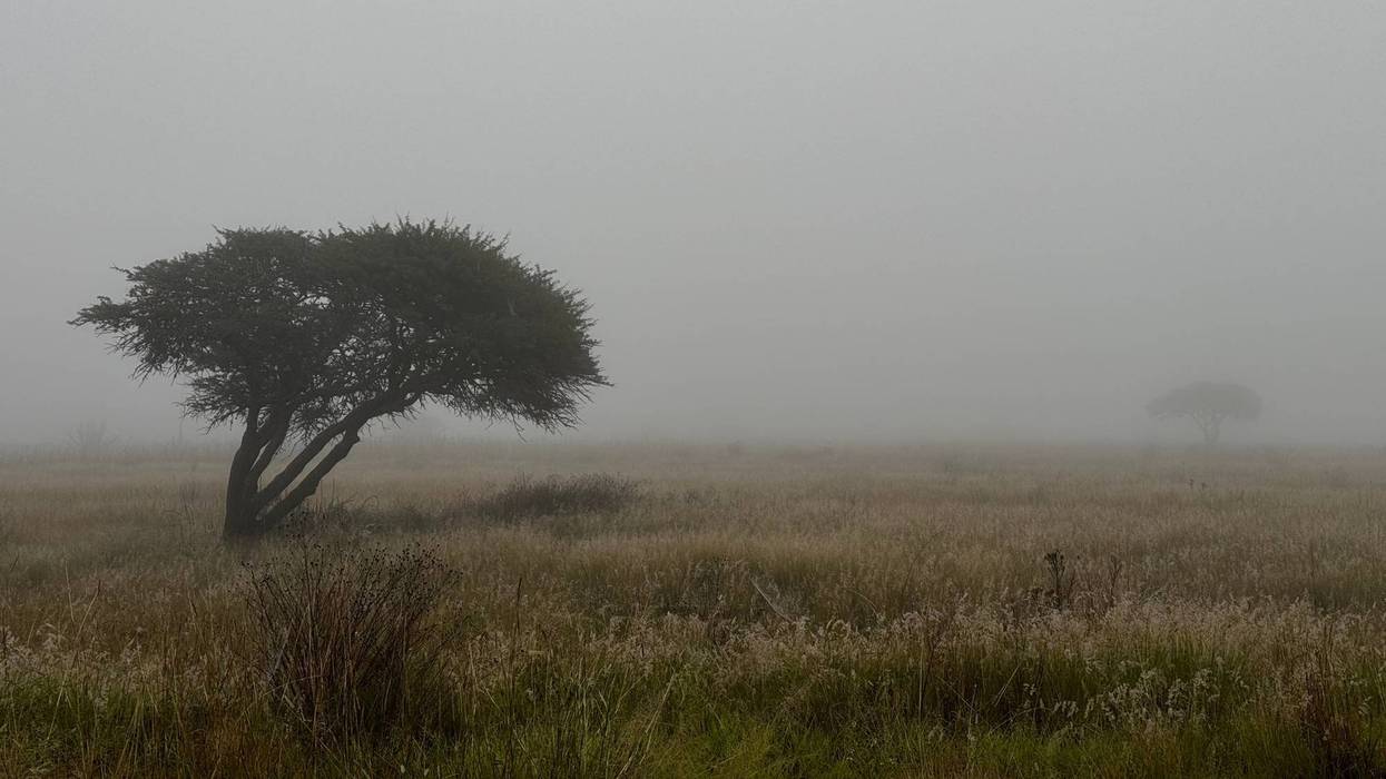 Árbol de copa amplia en un pastizal envuelto en niebla densa, imagen que acompaña el pronóstico del clima por la tormenta tropical Vance.