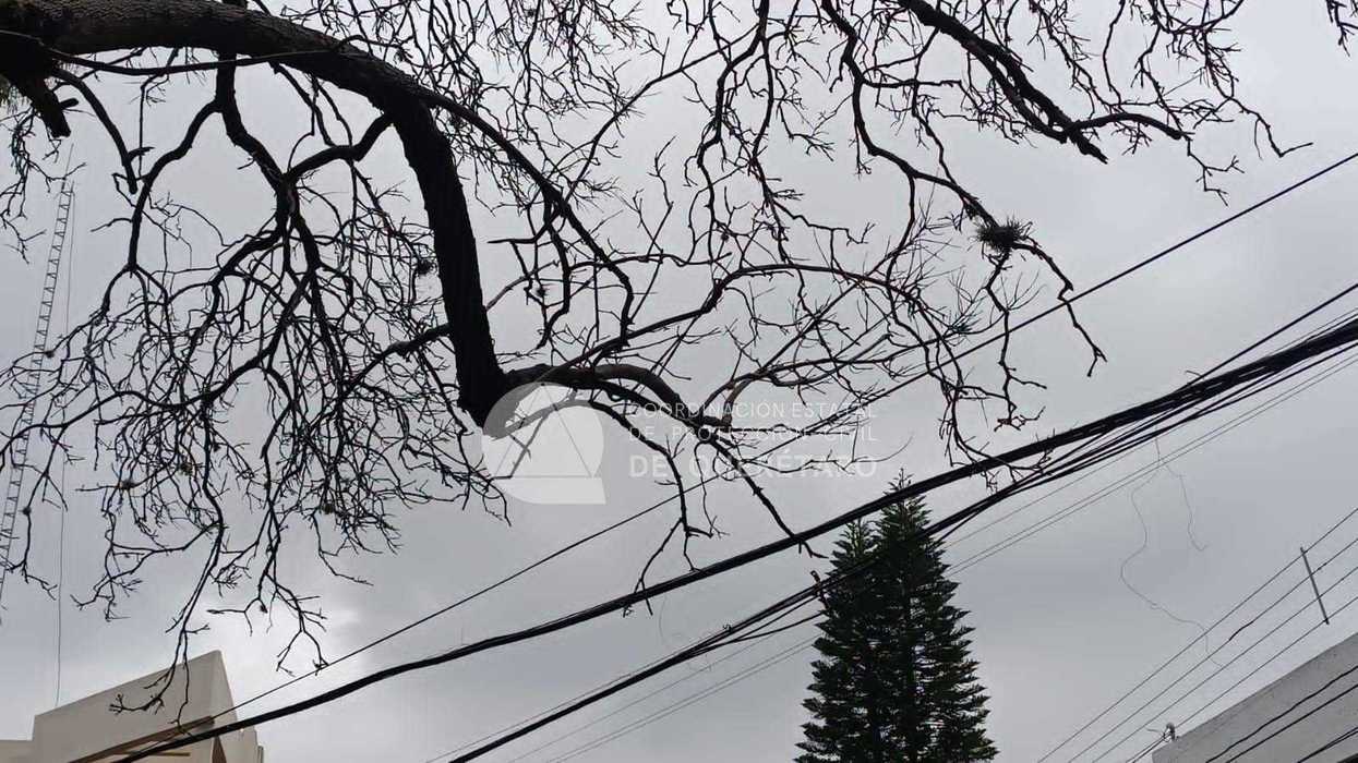 Árbol de gran tamaño inclinado en una zona urbana tras varios días de lluvia. Autoridades de Protección Civil recomiendan reportar ejemplares que presenten riesgo de caída para prevenir daños a personas, viviendas o vehículos.
