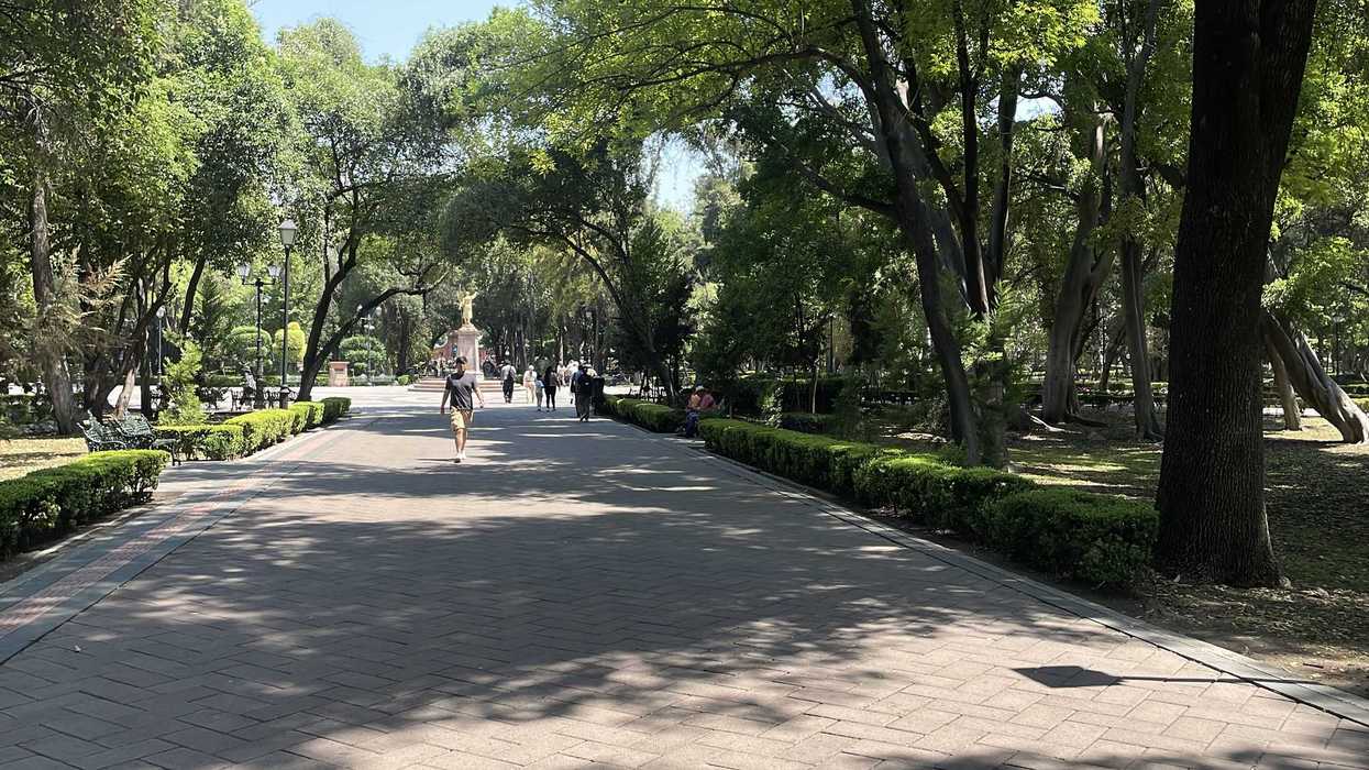 Árbol de la Alameda de Querétaro afectado por muérdago, plaga que impacta más del 70% del arbolado del principal espacio verde del centro histórico de la ciudad