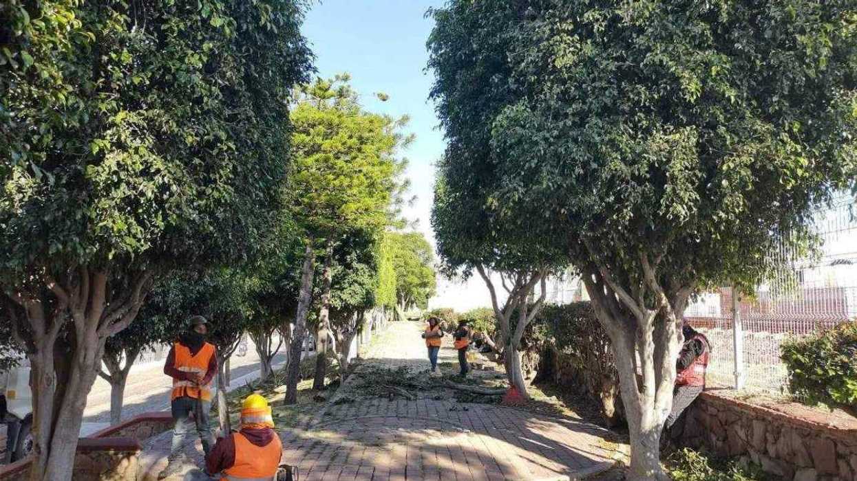 Árboles en parque lineal de colonia Las Hadas que serán talados por obras del tren México-Querétaro.