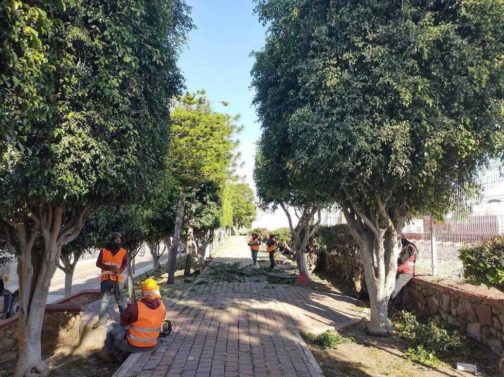 Árboles en parque lineal de colonia Las Hadas que serán talados por obras del tren México-Querétaro.