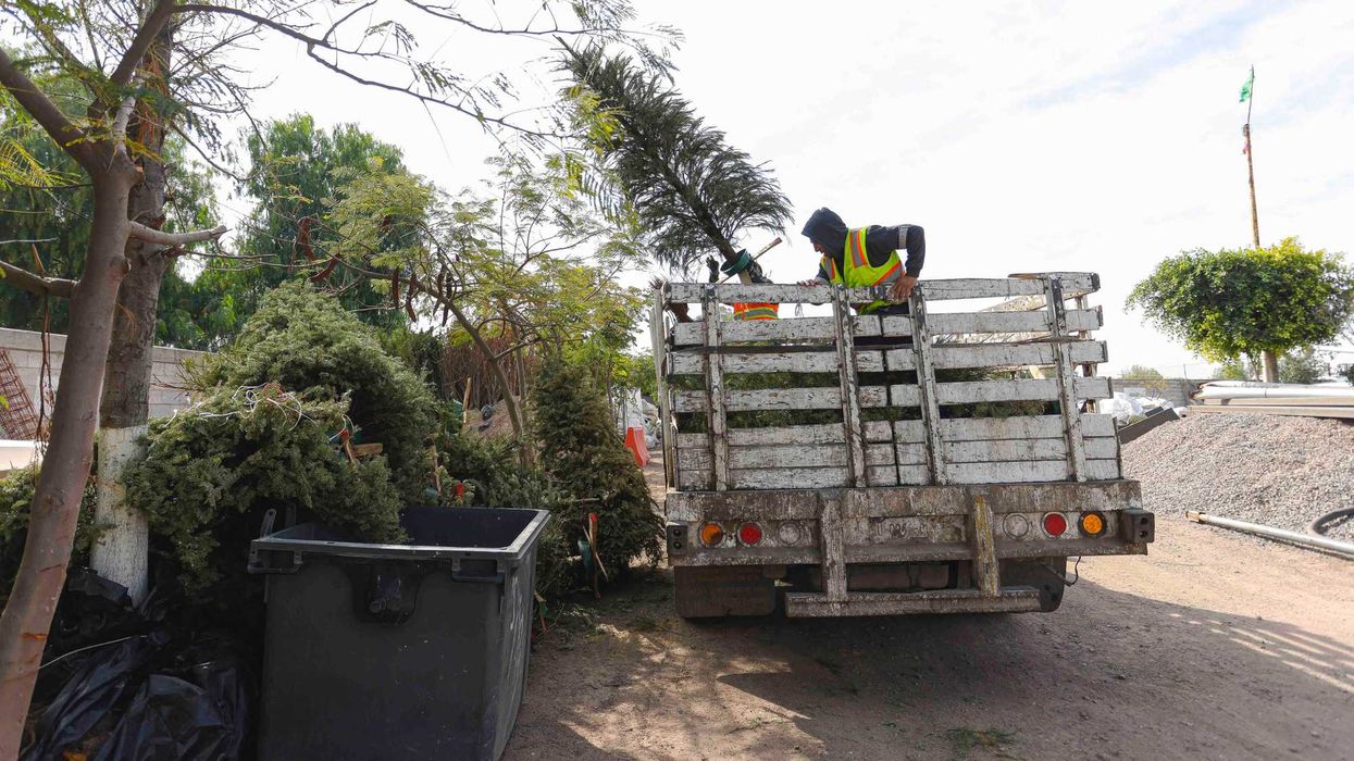 Árboles naturales recolectados en punto de acopio. El programa operará del 12 de enero al 8 de febrero en 12 ubicaciones del municipio.