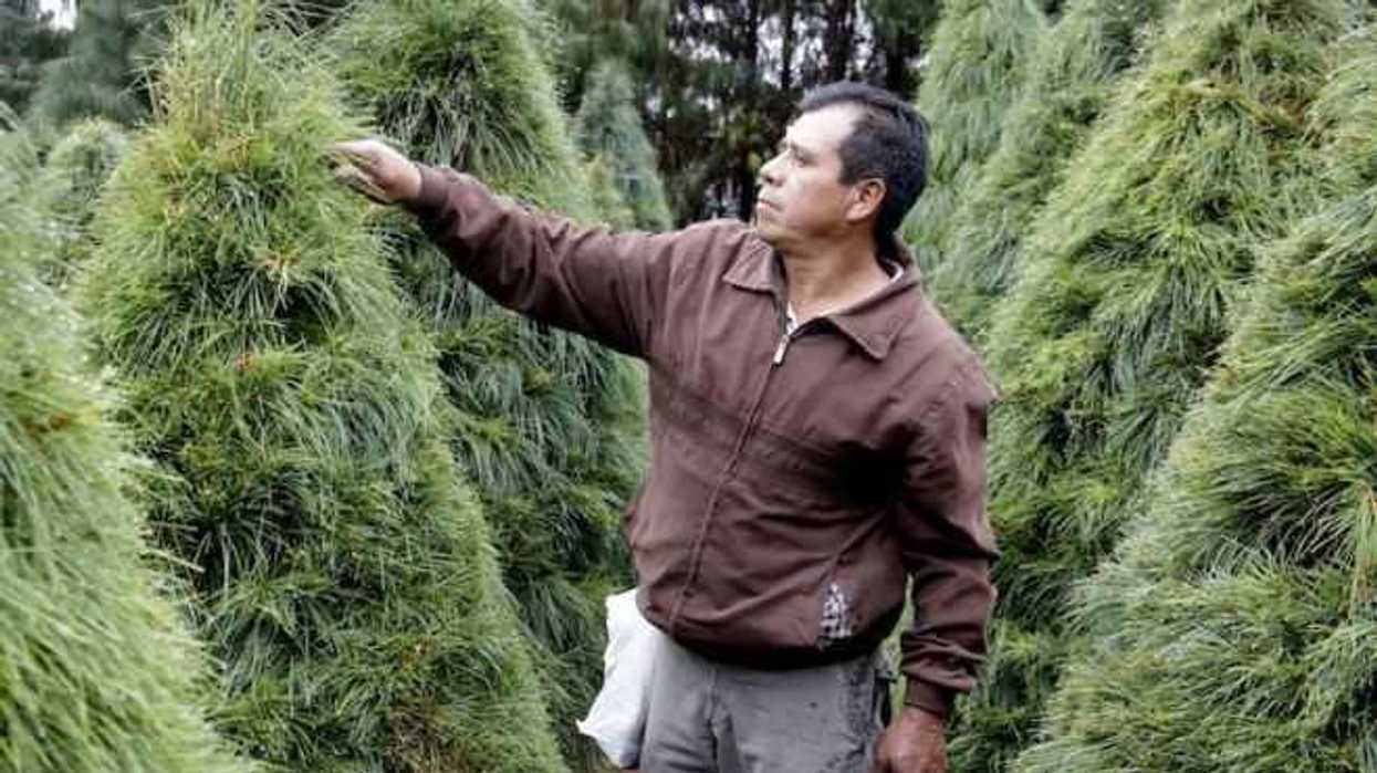 arboles-navidad-los-preferidos