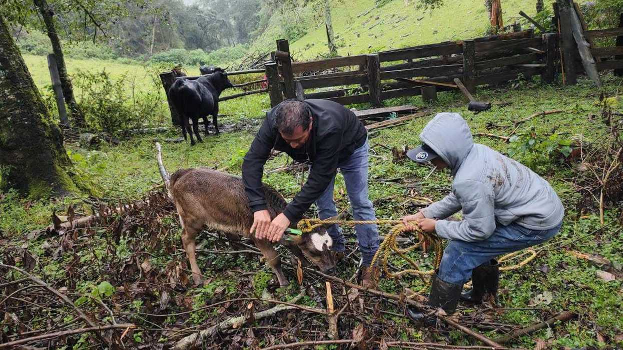 Aretado de un becerro durante la jornada de identificación de ganado bovino en Puerto del Rodezno, Pinal de Amoles; un hombre sostiene al animal mientras otra persona lo sujeta con una cuerda junto a un corral de madera.