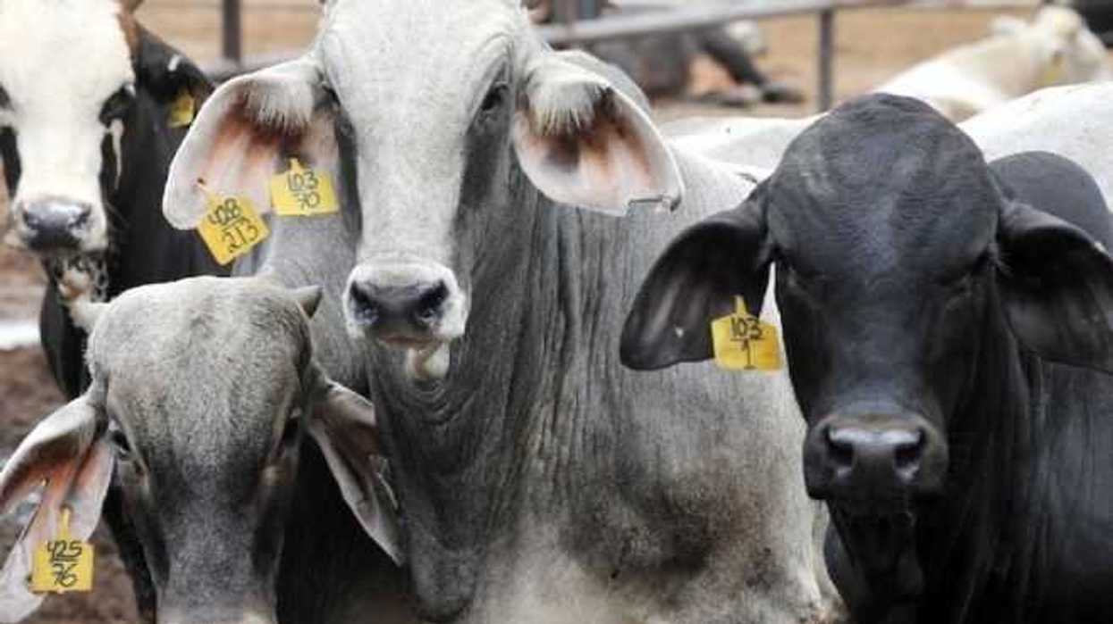 aretado-mas-del-80-de-ganado-bovino-en-estado-de-queretaro