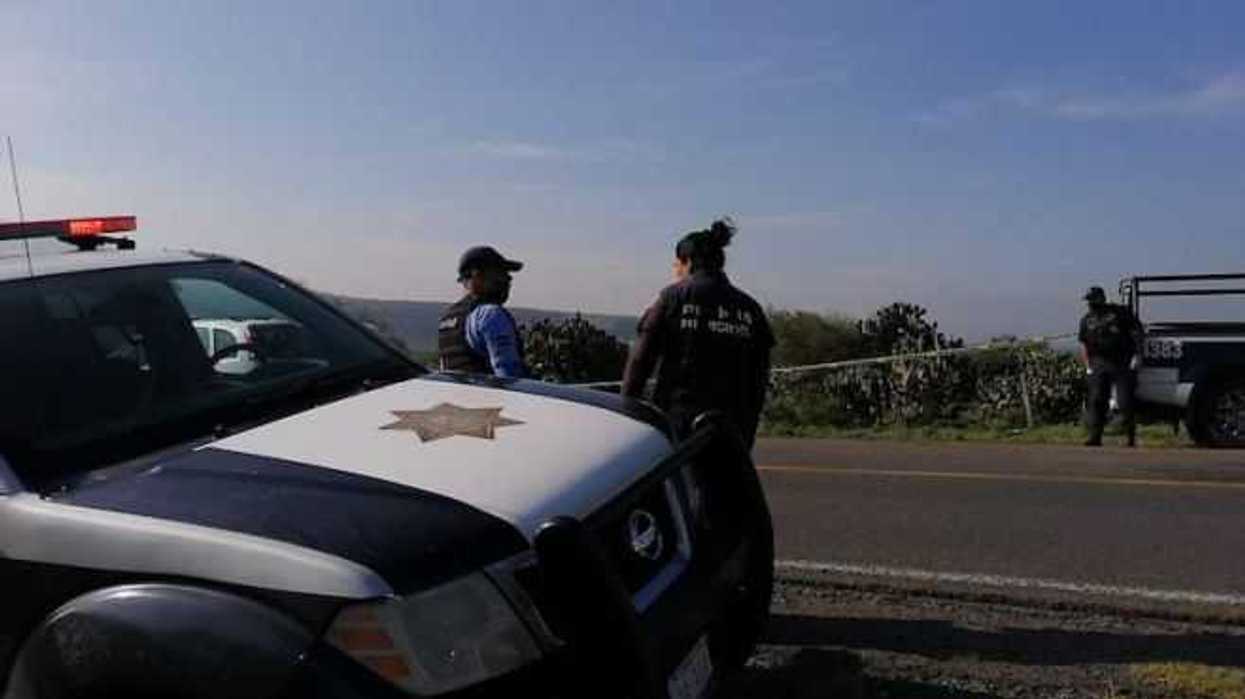 arrollado-carretera2