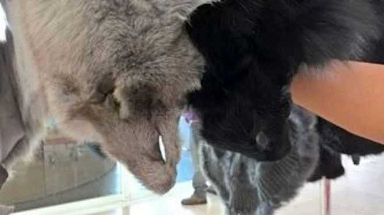 asegura-articulos-piel-zorro