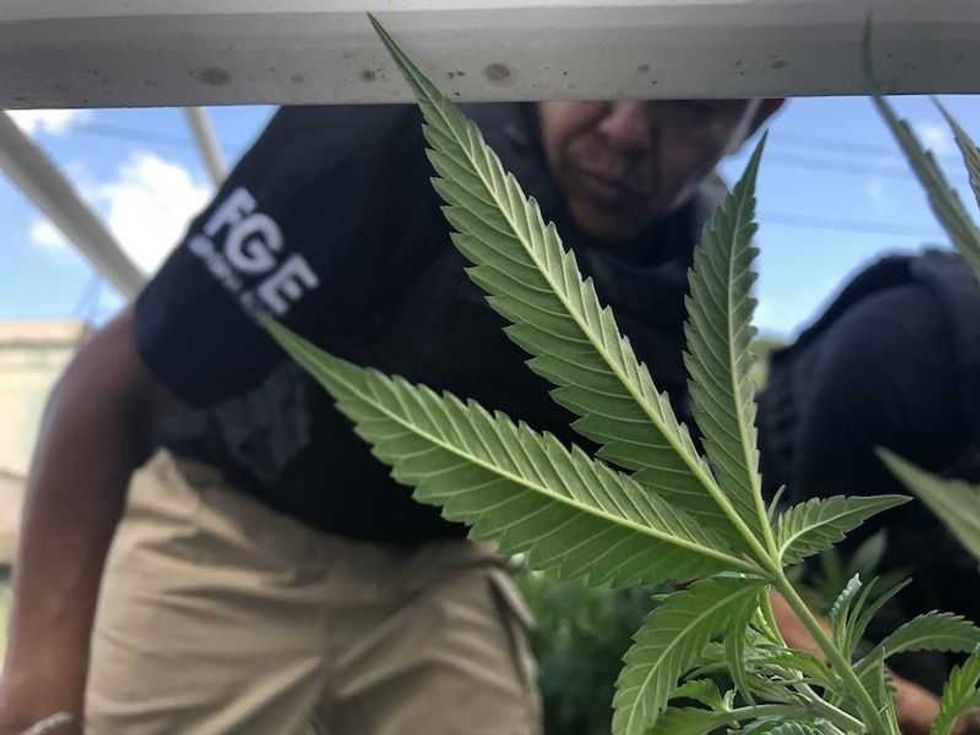 aseguran dos inmuebles utilizados como invernaderos de marihuana