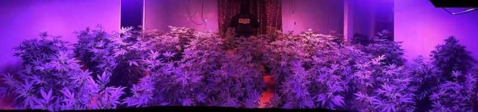 aseguran dos inmuebles utilizados como invernaderos de marihuana5