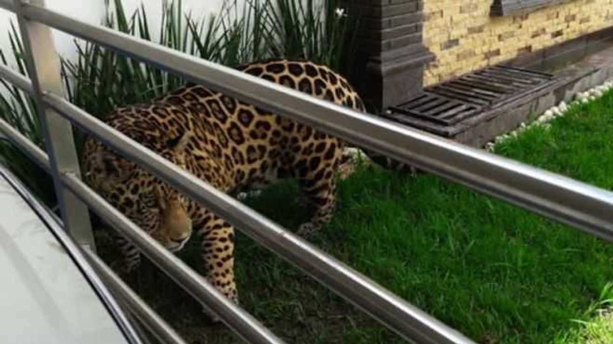 aseguran-ejemplar-jaguar-en-san-luis-potosi