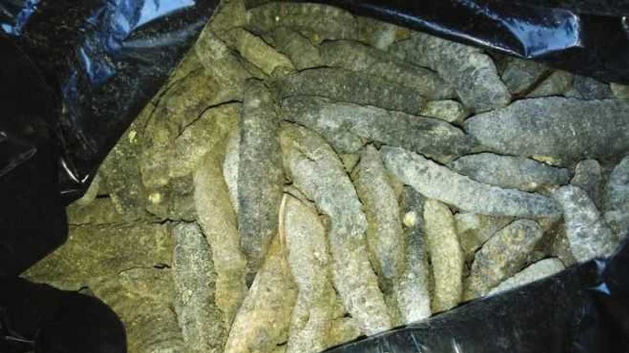 aseguran-tres-toneladas-de-pepino-de-mar-en-yucatan