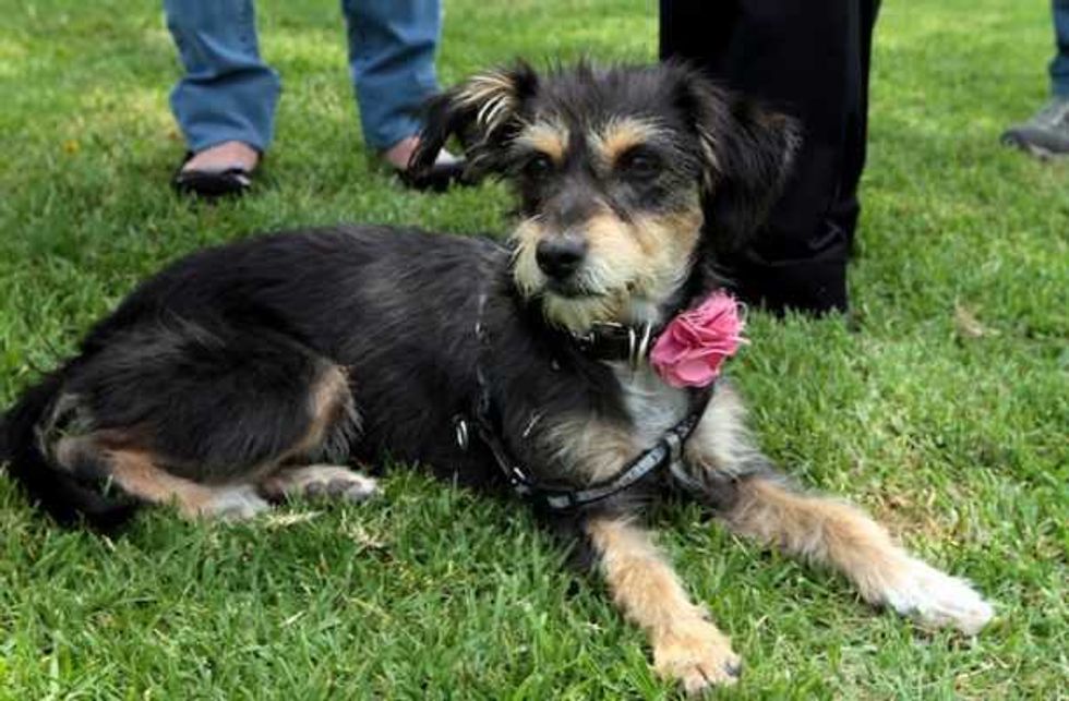 aumenta cifra perros abandonados en metro 1