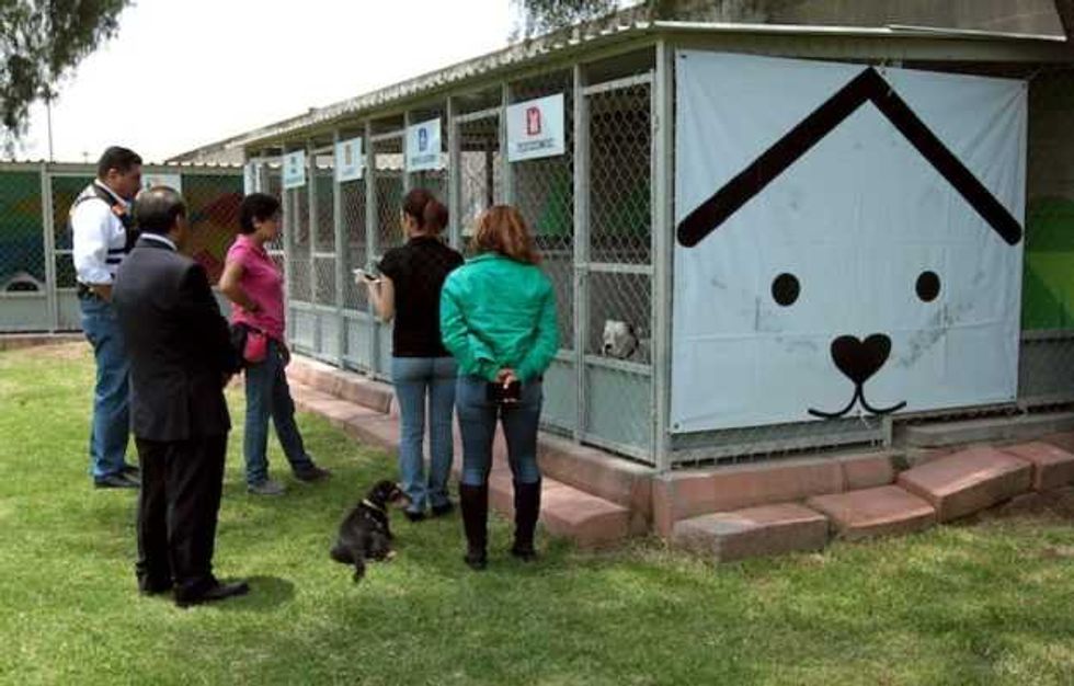 aumenta cifra perros abandonados en metro 3