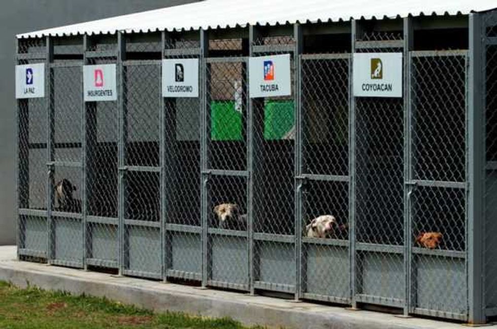 aumenta cifra perros abandonados en metro 6