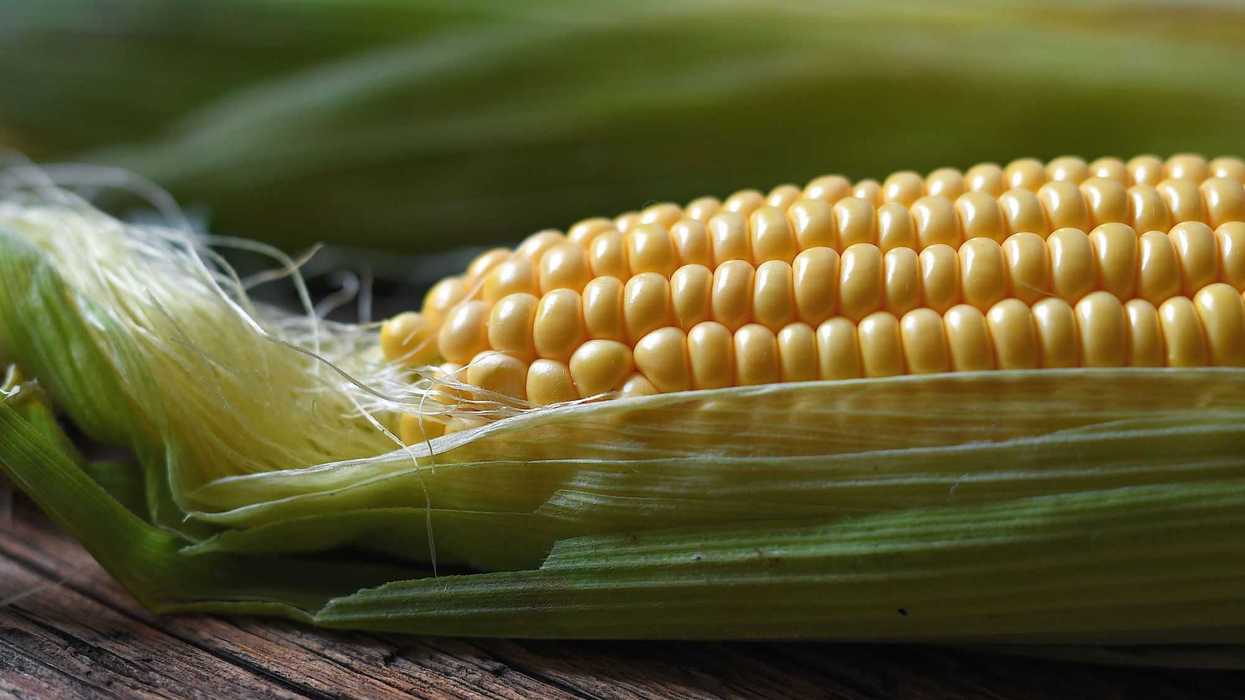 Aumentan las previsiones de cosecha mundial de maíz y los precios bajan a mínimos en tres años.