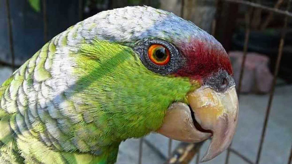 autoridad-ambiental-asegura-49-loros-corona-lila-abandonados