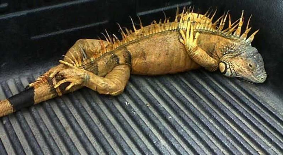 autoridad ambiental rescata una tortuga carey y una iguana en guerrero 1