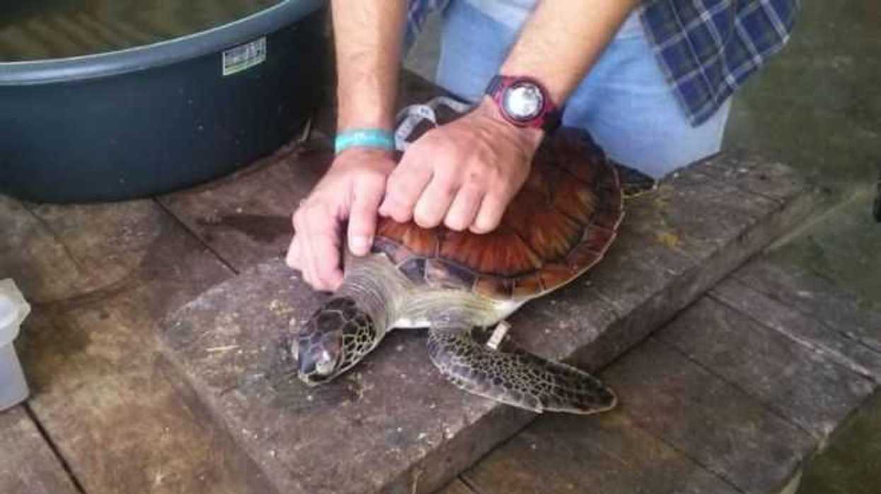 autoridad-ambiental-rescata-una-tortuga-carey-y-una-iguana-en-guerrero