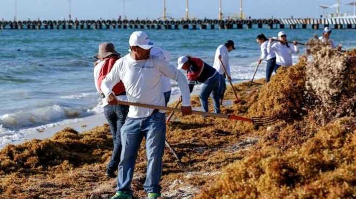 avanzan-acciones-para-retirar-sargazo-de-playas-de-quintana-roo