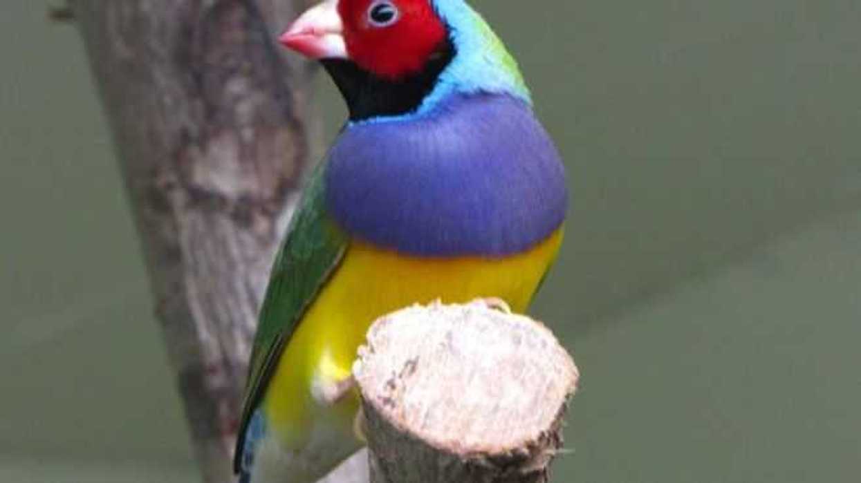 aves-canoras-y-de-ornato-en-el-aicm