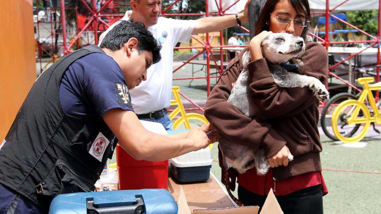 ayuntamientos fronterizos de Sonora aplicaran vacunas antirrabicas