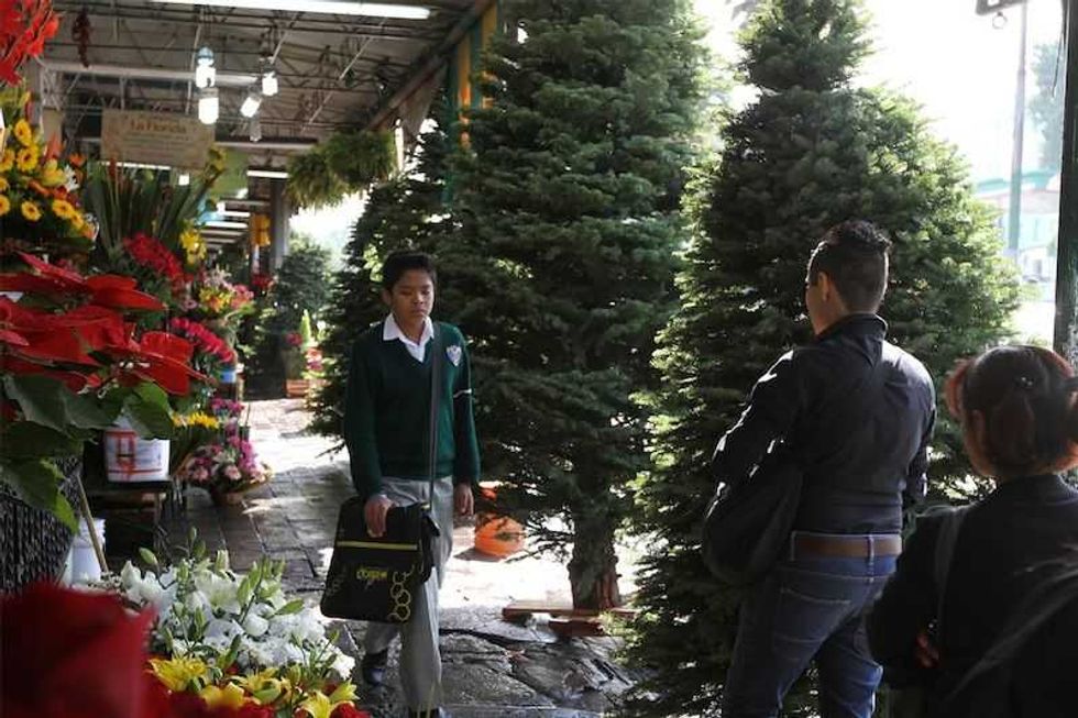 baja la venta de arboles navidenos por incremento en precios