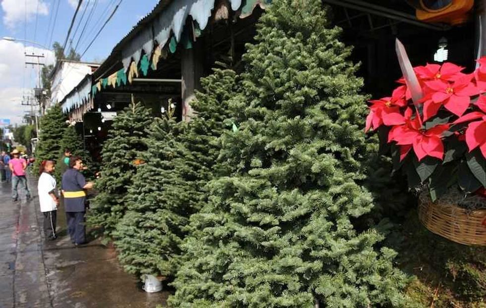 baja la venta de arboles navidenos por incremento en precios3