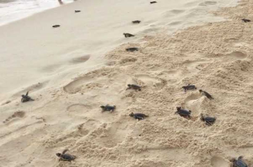 bajo proteccion seis mil nidos tortuga en santuario tulum 2