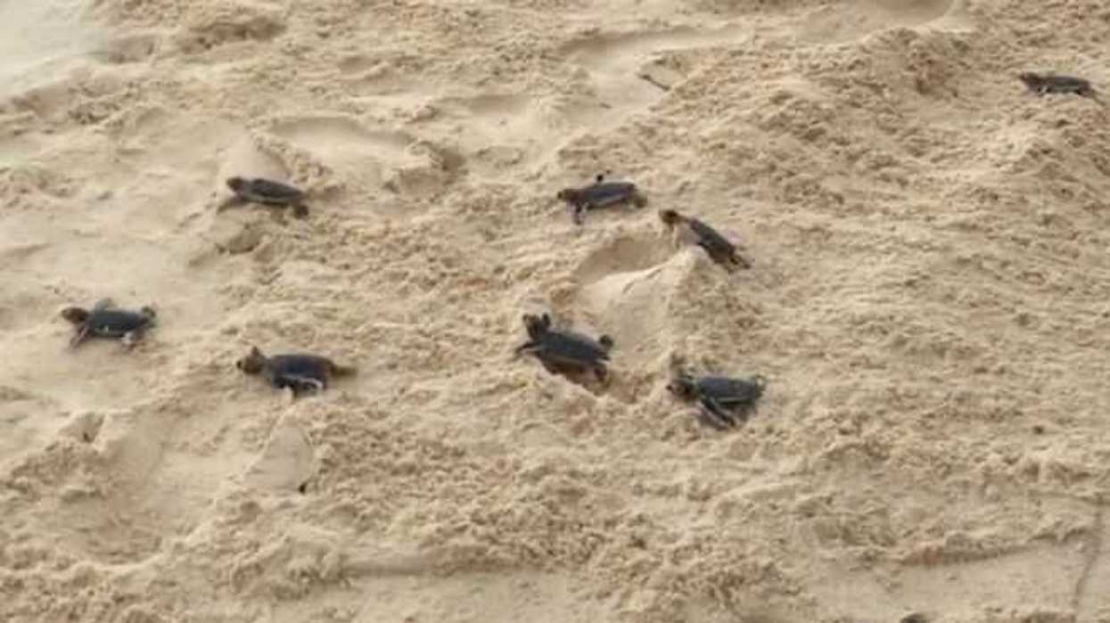 bajo-proteccion-seis-mil-nidos-tortuga-en-santuario-tulum