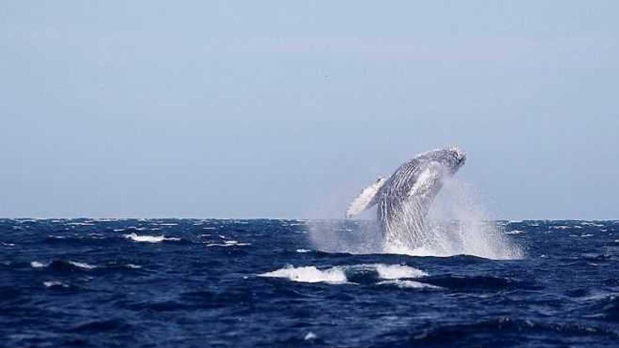 ballena-en-playas-baja-california-sur