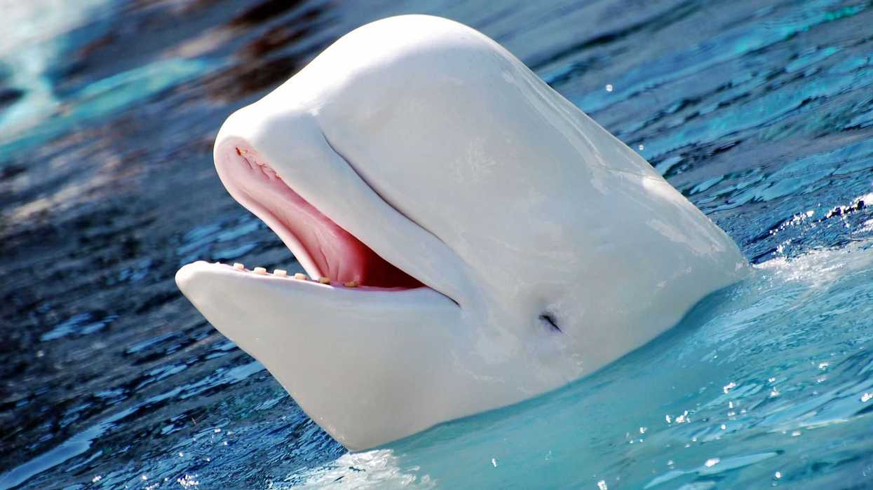 belugas-y-delfines-viven-en-el-acuario-mas-alto-sobre-nivel-del-mar
