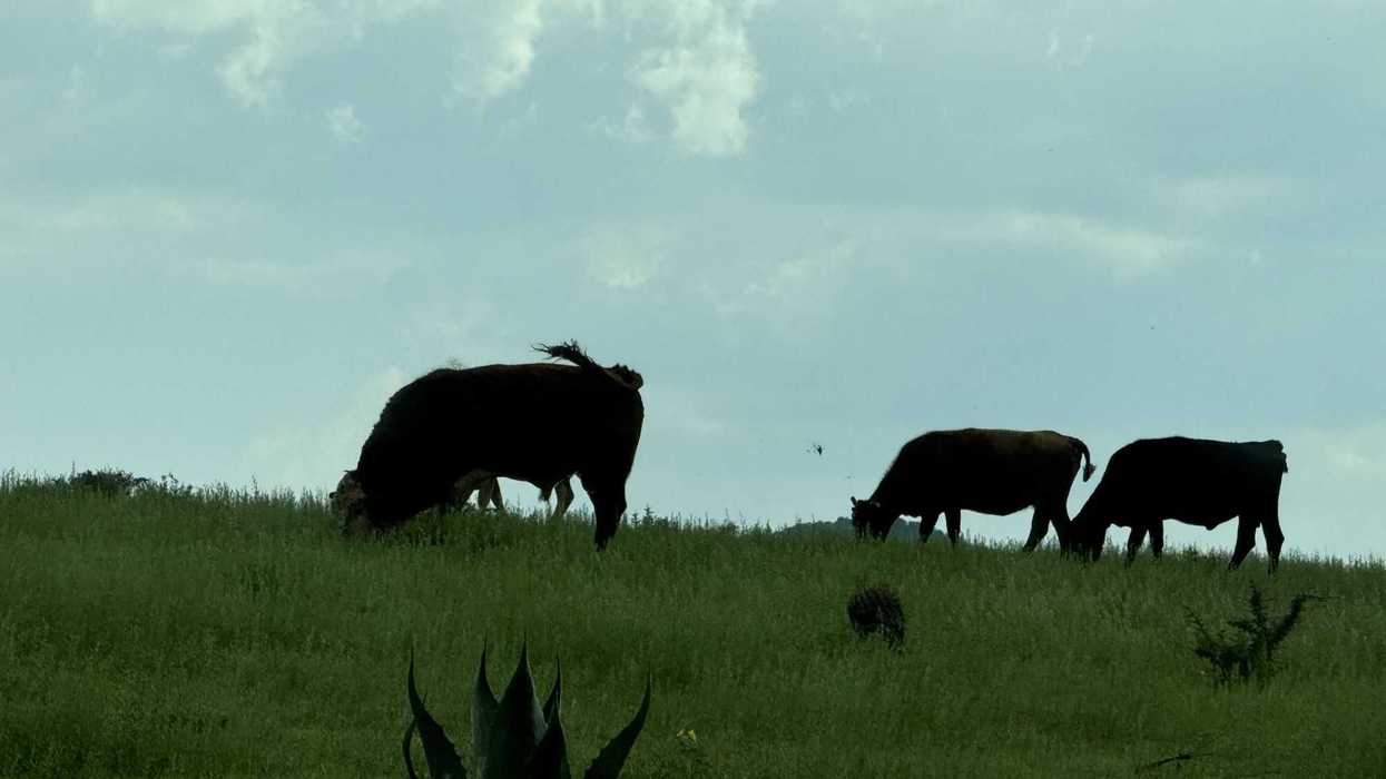 Beneficiados 4,000 productores con programa de emergencia en Querétaro.