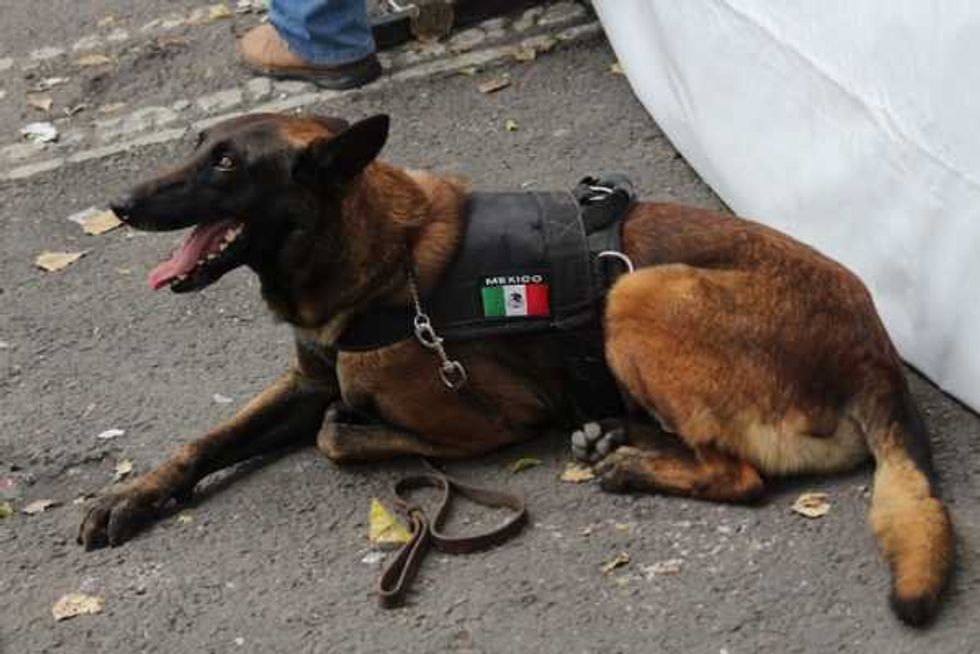 binomios perro humano la unam salvan vidas 2