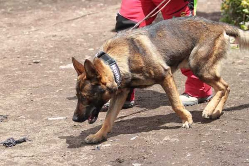 binomios perro humano la unam salvan vidas 3