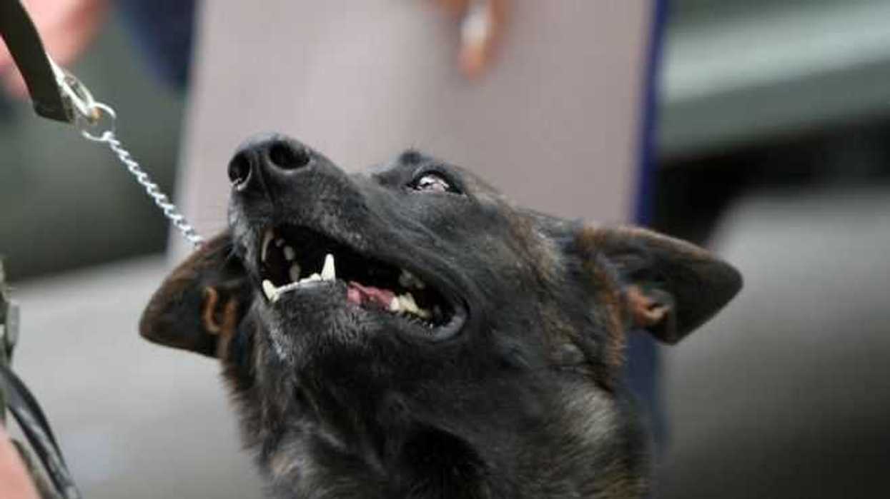 binomios-perro-humano-la-unam-salvan-vidas