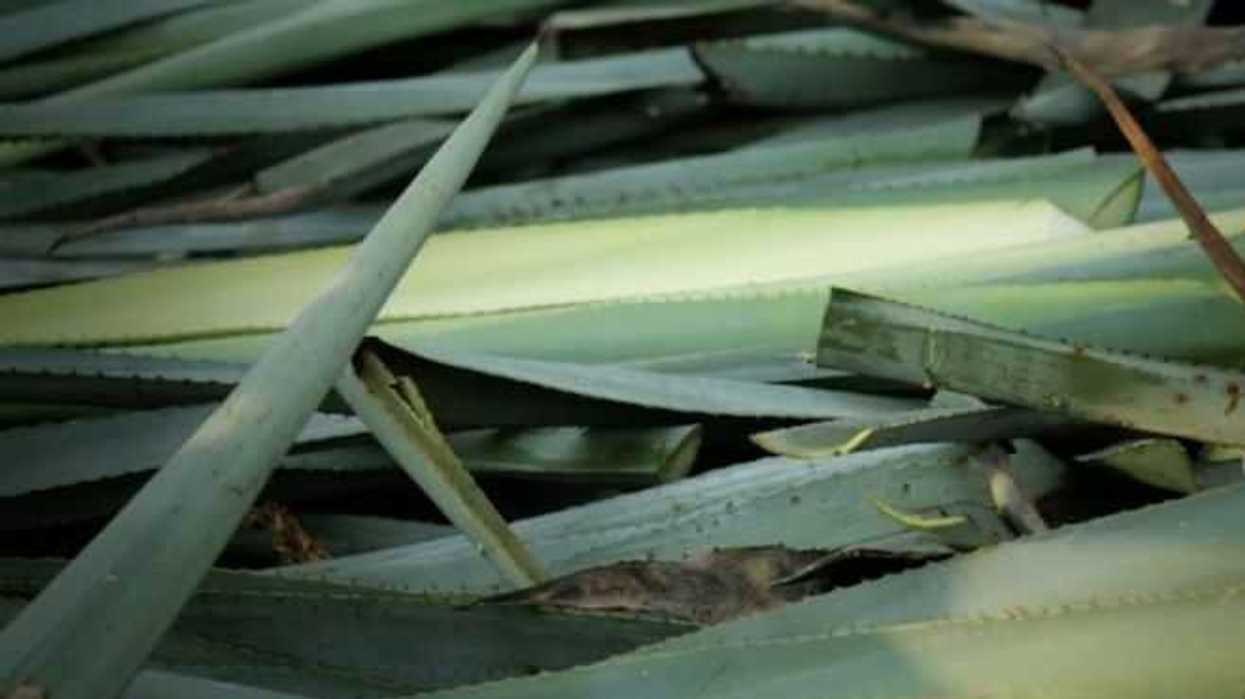 biocombustible-con-residuos-de-agave