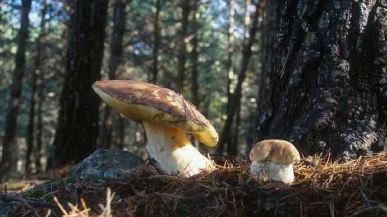 Biofertilizantes biológicos hechos de bacterias y hongos. FOTO/ESPECIAL