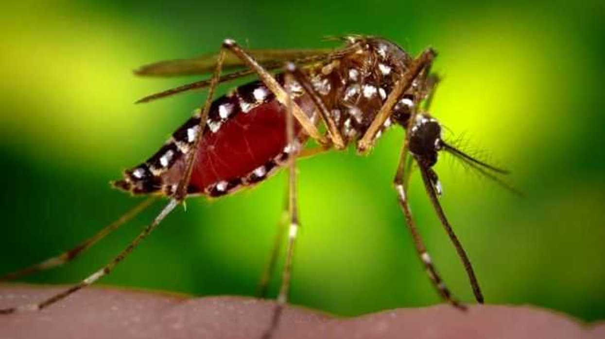 bioinsecticidas-alternativa-limpia-para-el-combate-de-mosquitos3