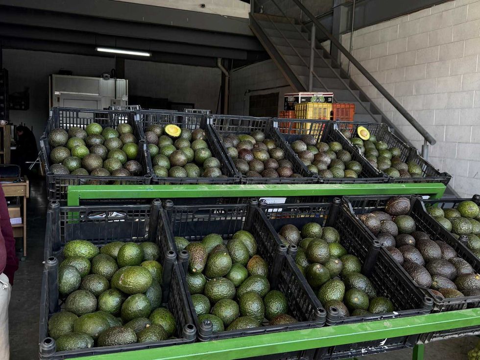 Bodega de comercializaci\u00f3n de aguacate en Xentral de Abastos de San Juan del R\u00edo con producto michoacano clasificado por calidad