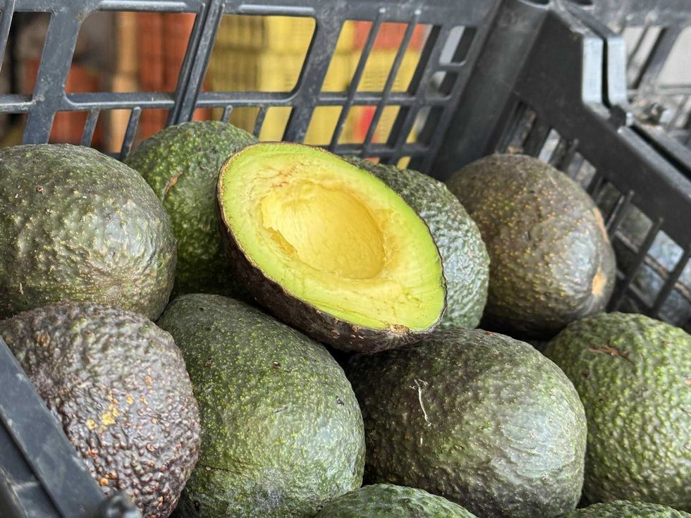 Bodega de comercializaci\u00f3n de aguacate en Xentral de Abastos de San Juan del R\u00edo con producto michoacano clasificado por calidad