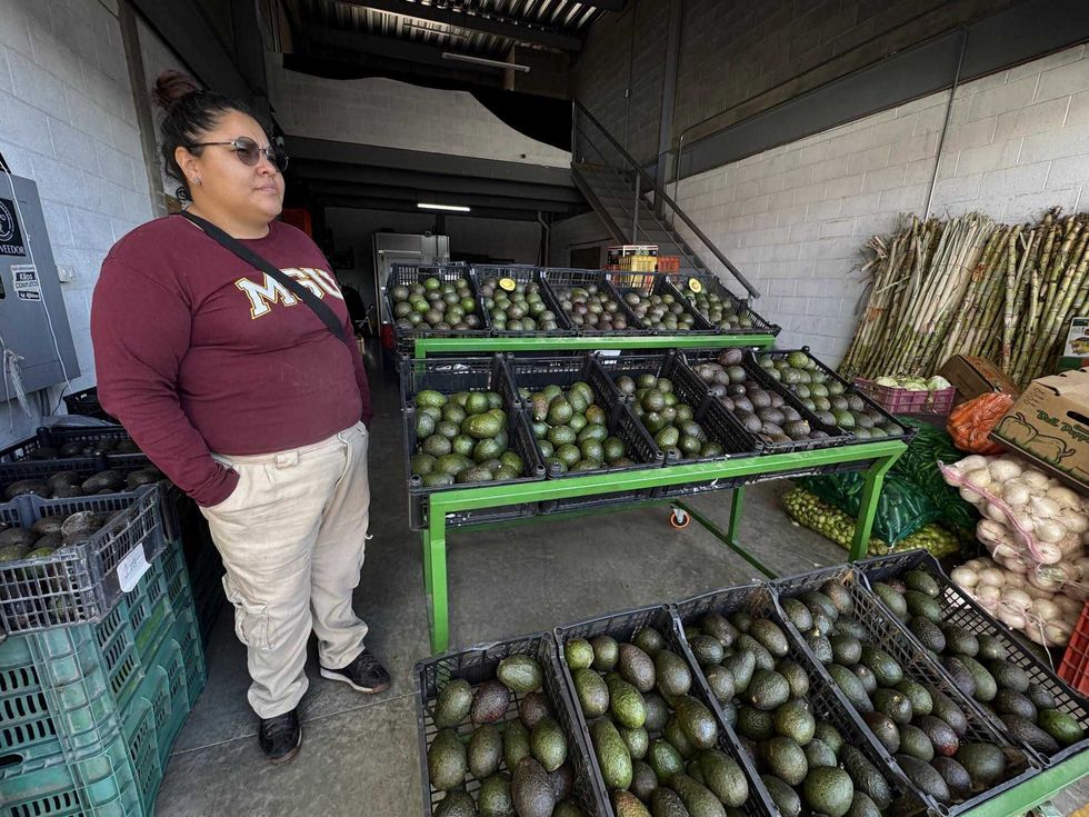 Bodega de comercializaci\u00f3n de aguacate en Xentral de Abastos de San Juan del R\u00edo con producto michoacano clasificado por calidad