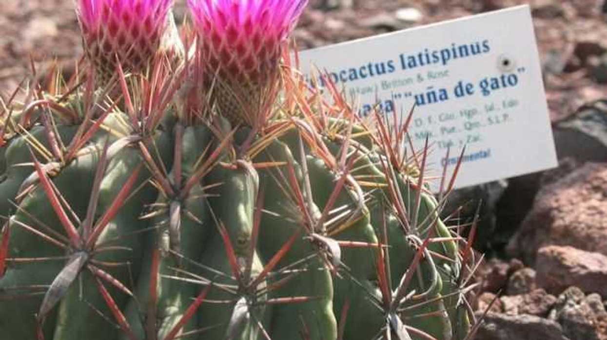 Botanicos reproducen plantas endemicas en Sonora