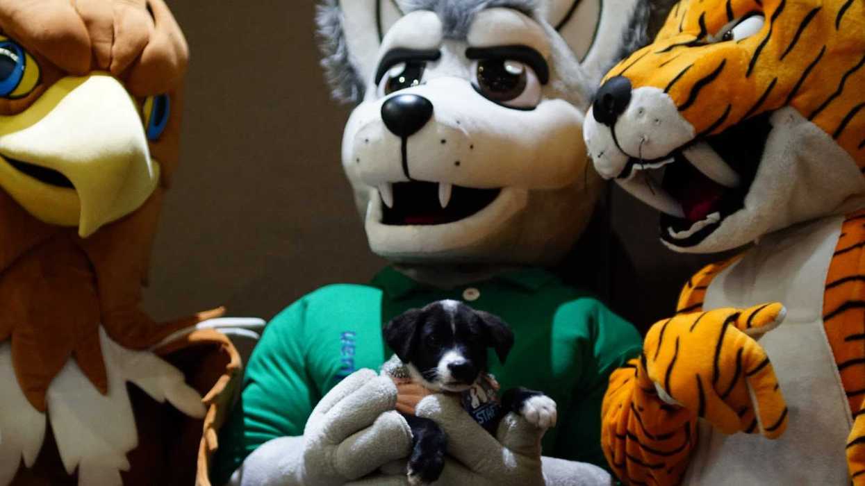 Botargas de águila, lobo y tigre con un cachorro de Escuadrón Mascota, que busca 30 adopciones de perros en San Juan del Río