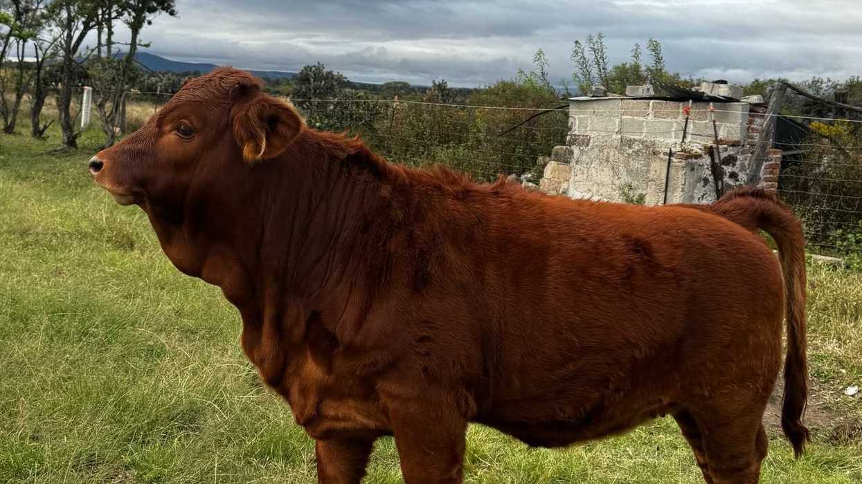 Bovino en un potrero de Querétaro; el ganado de la Feria Ganadera 2026 será revisado por gusano barrenador